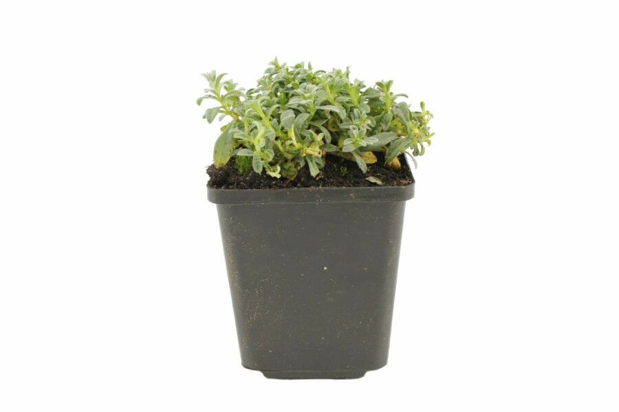 Filziges Teppich-Hornkraut Cerastium tomentosum 5-10 Topf 9x9 cm (P9) Cerastium tomentosum