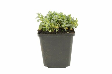 Filziges Teppich-Hornkraut Cerastium tomentosum 5-10 Topf 9x9 cm (P9) Cerastium tomentosum