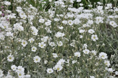 Filziges Teppich-Hornkraut Cerastium tomentosum 5-10 Topf 9x9 cm (P9) Cerastium tomentosum