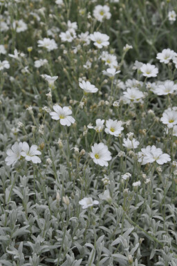 Filziges Teppich-Hornkraut Cerastium tomentosum 5-10 Topf 9x9 cm (P9) Cerastium tomentosum