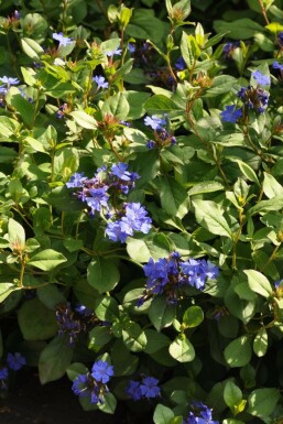 Chinesische Bleiwurz Ceratostigma plumbaginoides 5-10 Topf 9x9 cm (P9)