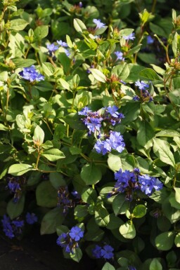 Chinesische Bleiwurz Ceratostigma plumbaginoides 5-10 Topf 9x9 cm (P9)