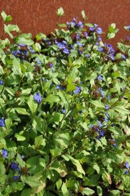 Chinesische Bleiwurz Ceratostigma plumbaginoides 5-10 Topf 9x9 cm (P9)