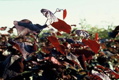 Amerikanischer Judasbaum Cercis canadensis 'Forest Pansy' Strauch 40-60 Topf 5 ltr. (C5)