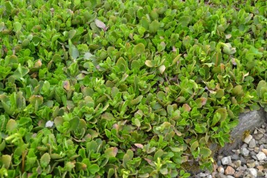 Goldtröpfchen Chiastophyllum oppositifolium 5-10 Topf 9x9 cm (P9)