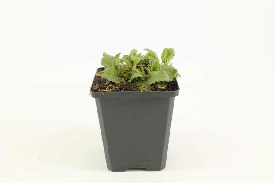 Goldkörbchen Chrysogonum virginianum 5-10 Topf 9x9 cm (P9) Chrysogonum virginianum
