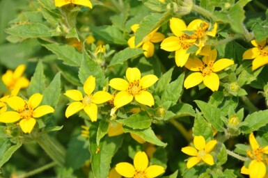 Goldkörbchen Chrysogonum virginianum 5-10 Topf 9x9 cm (P9) Chrysogonum virginianum