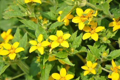 Goldkörbchen Chrysogonum virginianum 5-10 Topf 9x9 cm (P9)