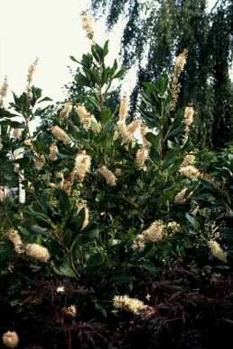 Scheineller Clethra alnifolia 'Pink Spire' Strauch 30-40 Topf 3 ltr. (C3)