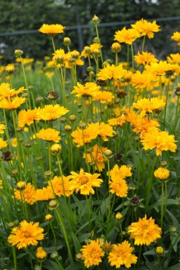 Großblütiges Mädchenauge Coreopsis grandiflora 'Early Sunrise' 5-10 Topf 9x9 cm (P9) Coreopsis grandiflora 'Early Sunrise'