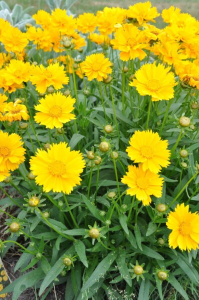 Mädchenauge Coreopsis grandiflora 'Sunray' 5-10 Topf 9x9 cm (P9) Coreopsis grandiflora 'Sunray'