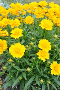 Mädchenauge Coreopsis grandiflora 'Sunray' 5-10 Topf 9x9 cm (P9)