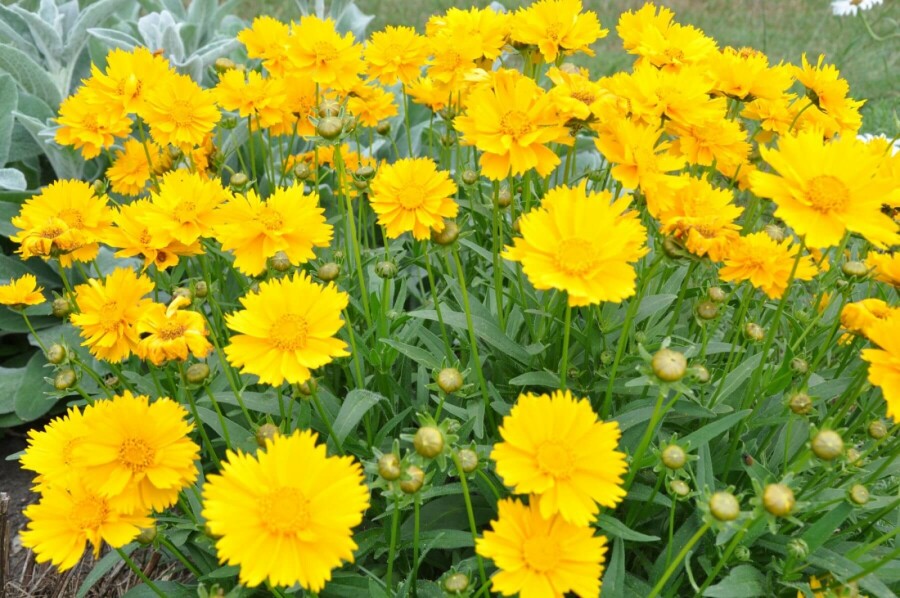 Mädchenauge Coreopsis grandiflora 'Sunray' 5-10 Topf 9x9 cm (P9) Coreopsis grandiflora 'Sunray'