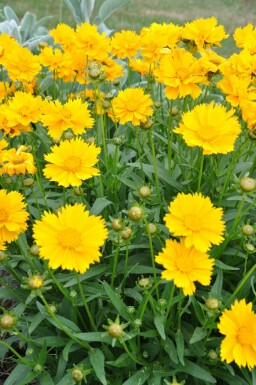 Mädchenauge Coreopsis grandiflora 'Sunray' 5-10 Topf 9x9 cm (P9) Coreopsis grandiflora 'Sunray'