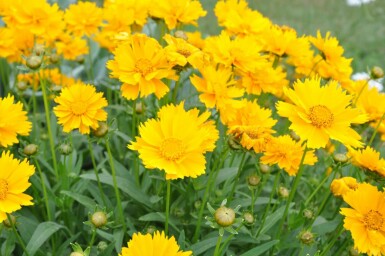 Mädchenauge Coreopsis grandiflora 'Sunray' 5-10 Topf 9x9 cm (P9) Coreopsis grandiflora 'Sunray'