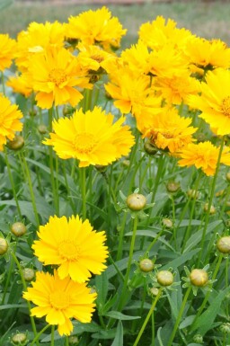 Mädchenauge Coreopsis grandiflora 'Sunray' 5-10 Topf 9x9 cm (P9) Coreopsis grandiflora 'Sunray'