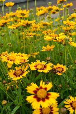 Kleines Mädchenauge Coreopsis lanceolata 'Baby Gold' 5-10 Topf 9x9 cm (P9)