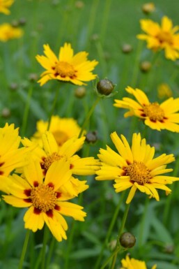 Zwergiges Garten-Mädchenauge Coreopsis lanceolata 'Sterntaler' 5-10 Topf 9x9 cm (P9) Coreopsis lanceolata 'Sterntaler'