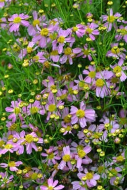 Garten-Schönauge Coreopsis rosea 'American Dream' 5-10 Topf 9x9 cm (P9) Coreopsis rosea 'American Dream'