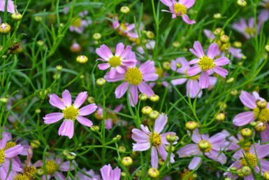 Garten-Schönauge Coreopsis rosea 'American Dream' 5-10 Topf 9x9 cm (P9)