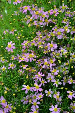 Garten-Schönauge Coreopsis rosea 'American Dream' 5-10 Topf 9x9 cm (P9)