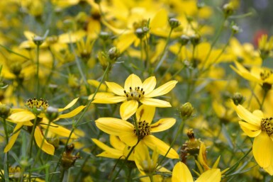 Mädchenauge Coreopsis verticillata 5-10 Topf 9x9 cm (P9)