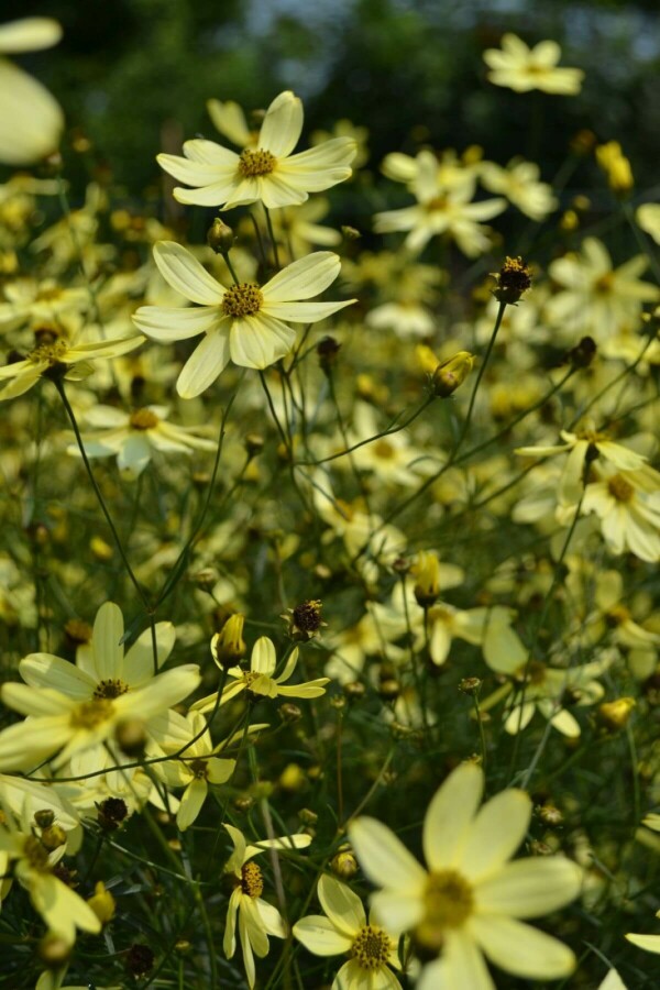 Quirlblättriges Garten-Schönauge Coreopsis verticillata 'Moonbeam' 10-15 Topf 2 ltr. (C2) Coreopsis verticillata 'Moonbeam'