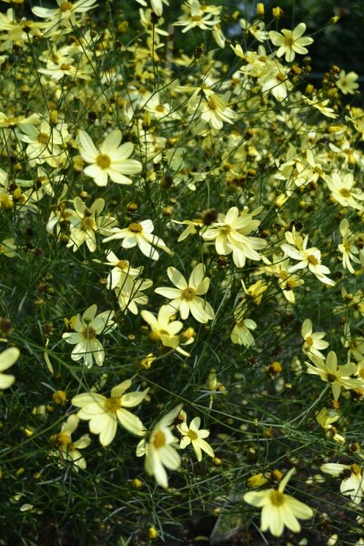 Quirlblättriges Garten-Schönauge Coreopsis verticillata 'Moonbeam' 5-10 Topf 9x9 cm (P9) Coreopsis verticillata 'Moonbeam'
