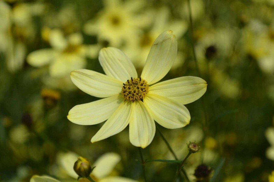 Quirlblättriges Garten-Schönauge Coreopsis verticillata 'Moonbeam' 5-10 Topf 9x9 cm (P9) Coreopsis verticillata 'Moonbeam'