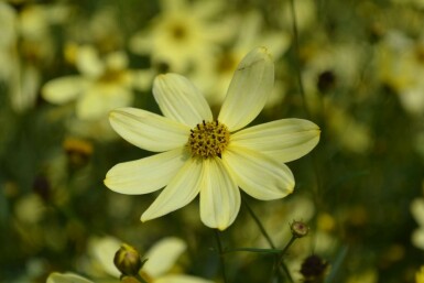 Quirlblättriges Garten-Schönauge Coreopsis verticillata 'Moonbeam' 5-10 Topf 9x9 cm (P9) Coreopsis verticillata 'Moonbeam'
