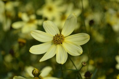 Quirlblättriges Garten-Schönauge Coreopsis verticillata 'Moonbeam' 5-10 Topf 9x9 cm (P9)