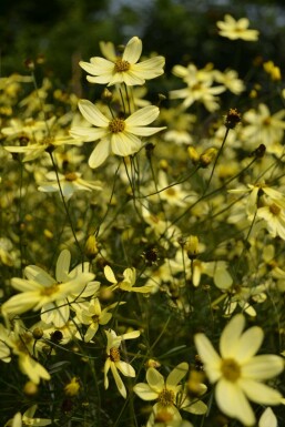 Quirlblättriges Garten-Schönauge Coreopsis verticillata 'Moonbeam' 5-10 Topf 9x9 cm (P9)