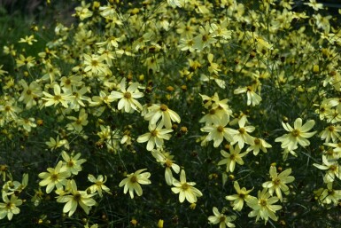 Quirlblättriges Garten-Schönauge Coreopsis verticillata 'Moonbeam' 5-10 Topf 9x9 cm (P9) Coreopsis verticillata 'Moonbeam'