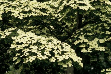 Japanischer Blumen-Hartriegel Cornus kousa Strauch 40-50 Topf 3 ltr. (C3)