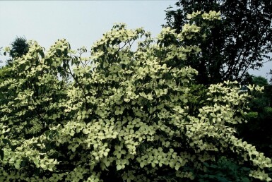 Chinesischer Blumen-Hartriegel Cornus kousa 'China Girl' Strauch 30-40 Topf 2 ltr. (C2)