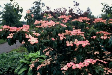 Japanischer Blumen-Hartriegel Cornus kousa 'Satomi' Strauch 30-40 Topf 2 ltr. (C2)
