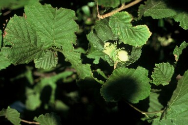 Gewöhnliche Hasel Corylus avellana Strauch 100-120 Topf 12 ltr. (C12)