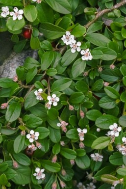 Zwergmispel Cotoneaster dammeri 5-10 Topf 9x9 cm (P9) Cotoneaster dammeri