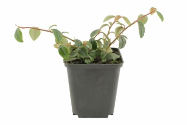 Zwergmispel Cotoneaster dammeri 5-10 Topf 9x9 cm (P9) Cotoneaster dammeri
