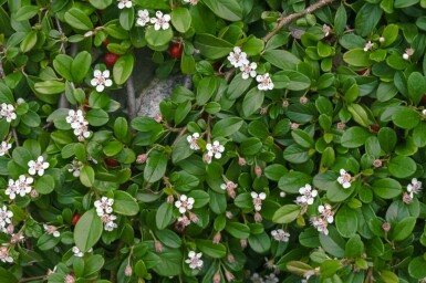 Zwergmispel Cotoneaster dammeri 5-10 Topf 9x9 cm (P9) Cotoneaster dammeri
