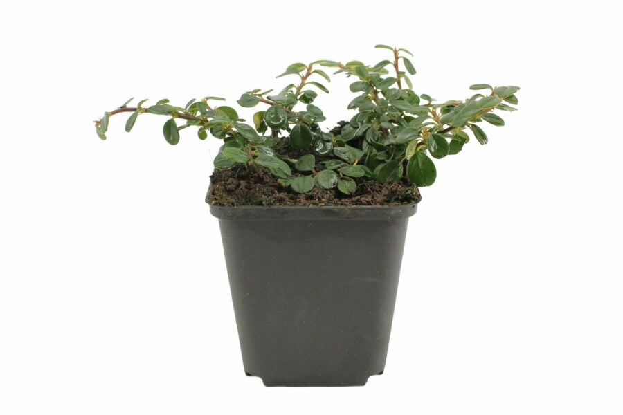 Zwergmispel Cotoneaster procumbens 'Queen of Carpets' 5-10 Topf 9x9 cm (P9) Cotoneaster procumbens 'Queen of Carpets'