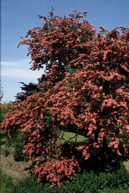 Echter Rotdorn Crataegus laevigata 'Paul's Scarlet' Strauch 100-120 Topf 12 ltr. (C12) Crataegus laevigata 'Paul's Scarlet'