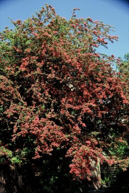 Echter Rotdorn Crataegus laevigata 'Paul's Scarlet' Strauch 100-120 Topf 12 ltr. (C12) Crataegus laevigata 'Paul's Scarlet'