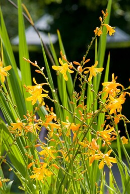 Garten-Monbretie Crocosmia 'George Davison' 5-10 Topf 9x9 cm (P9)