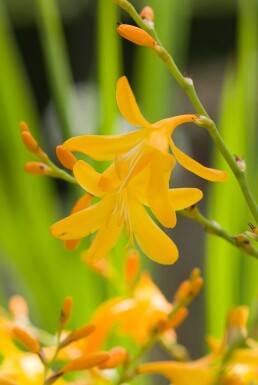 Garten-Monbretie Crocosmia 'George Davison' 5-10 Topf 9x9 cm (P9) Crocosmia 'George Davison'