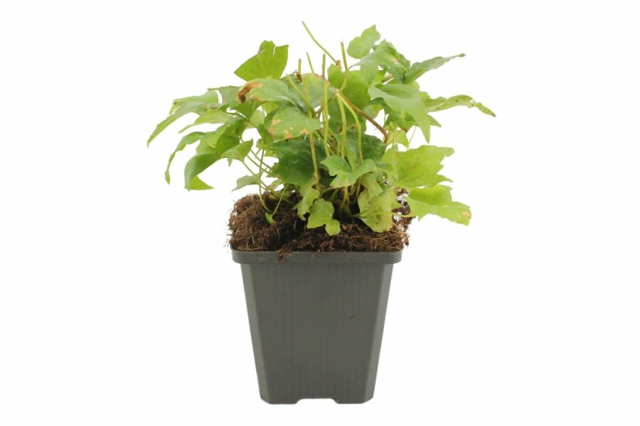 Sichelfarn Cyrtomium falcatum 5-10 Topf 9x9 cm (P9) Cyrtomium falcatum