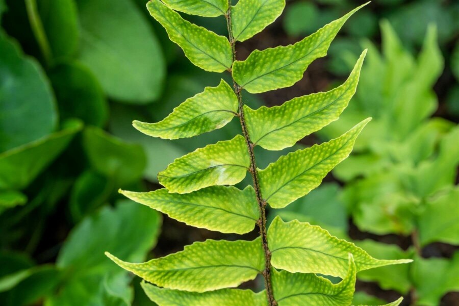 Sichelfarn Cyrtomium falcatum 5-10 Topf 9x9 cm (P9) Cyrtomium falcatum