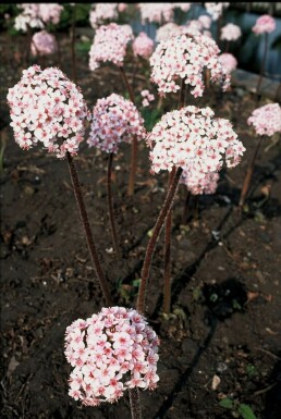 Schildblatt Darmera peltata 5-10 Topf 9x9 cm (P9)