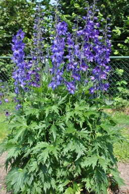 Delphinium pacific 'Black Knight'