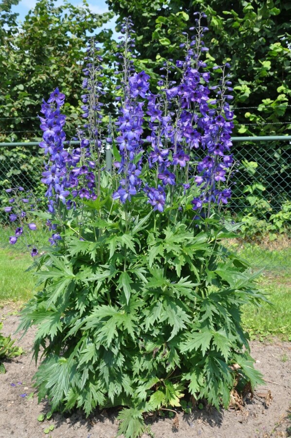 Rittersporn Delphinium pacific 'Black Knight' 5-10 Topf 9x9 cm (P9) Delphinium pacific 'Black Knight'